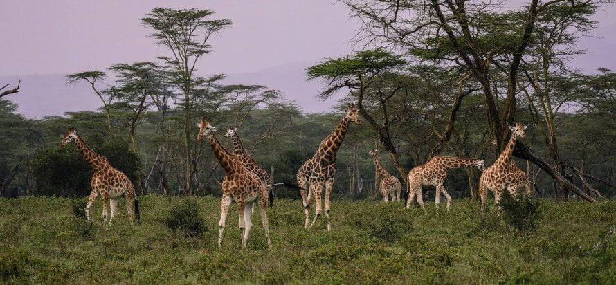 Giraffes at Lake Nakuru National Park