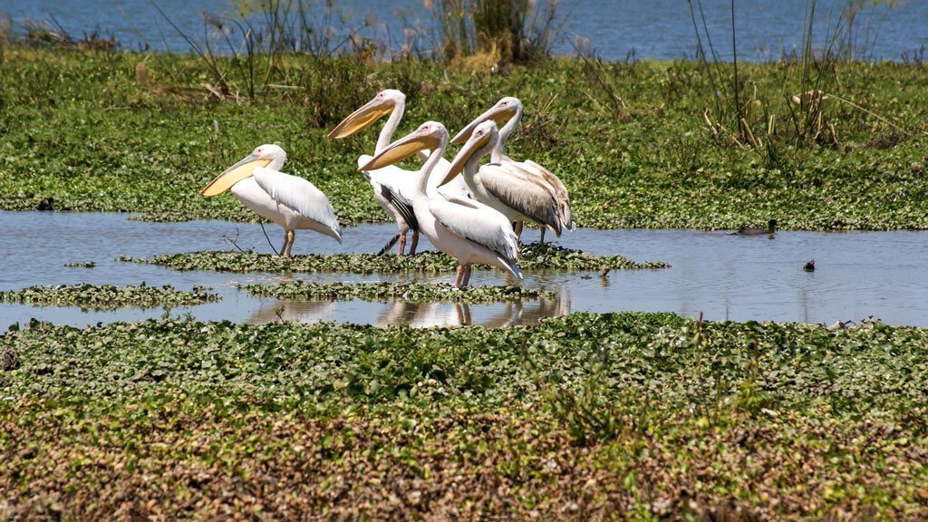 Great white pelicans at Lake Naivasha, Kenya