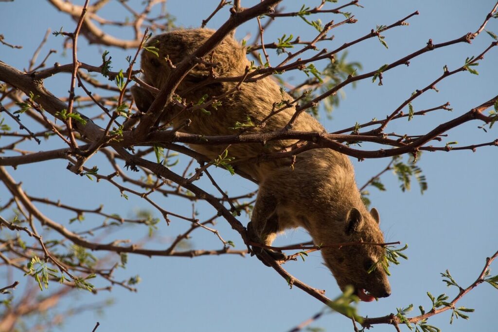 Hyrax Hills Nakuru