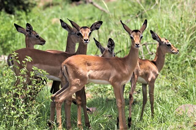Kisumu Impala Sanctuary