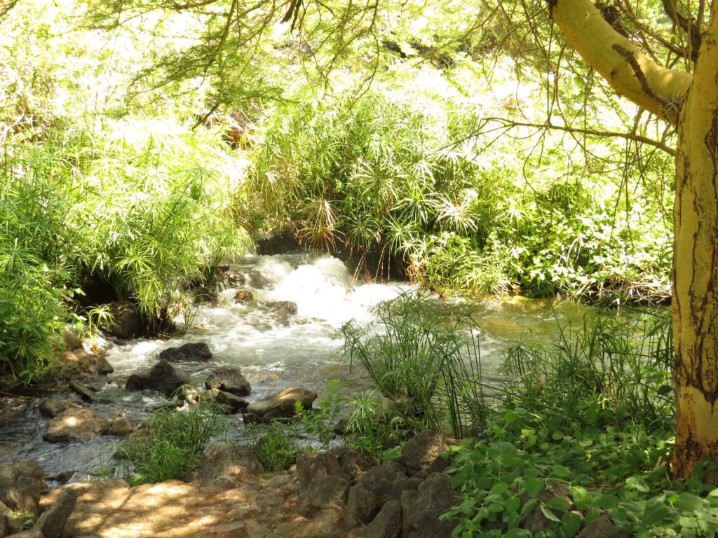 Mzima Springs Tsavo West National Park