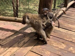 nairobi animal orphanage