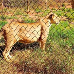 nairobi animal orphanage