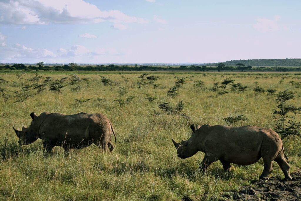 Nairobi National Park