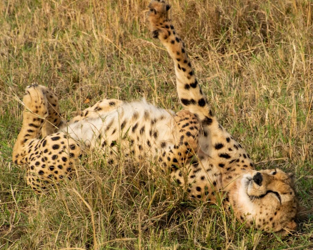 Nairobi National Park