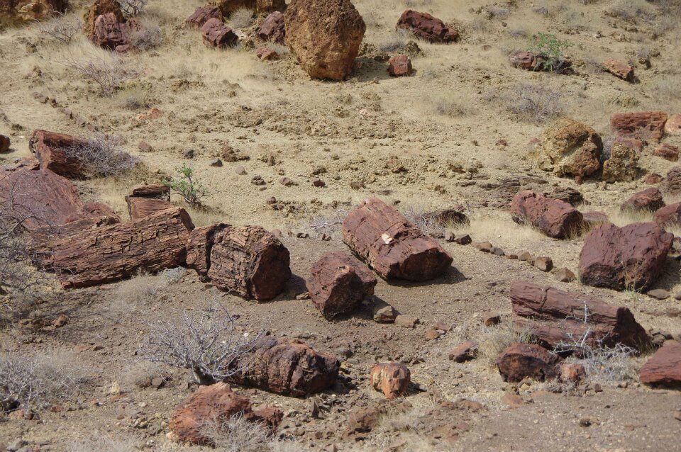 Petrified Forest Site, Sibiloi National Park