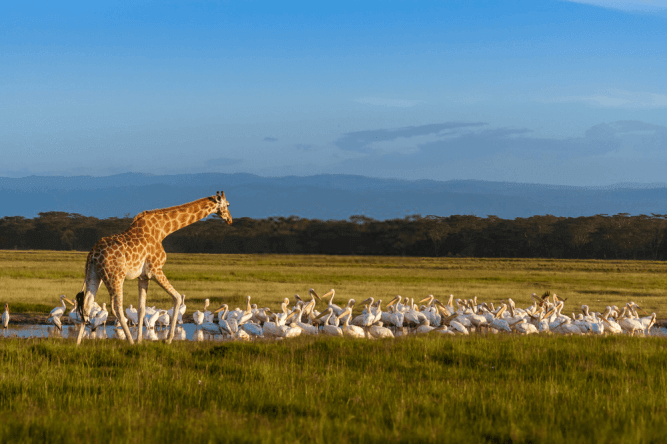 Rothschild's Giraffe and pelicans at Lake Nakuru