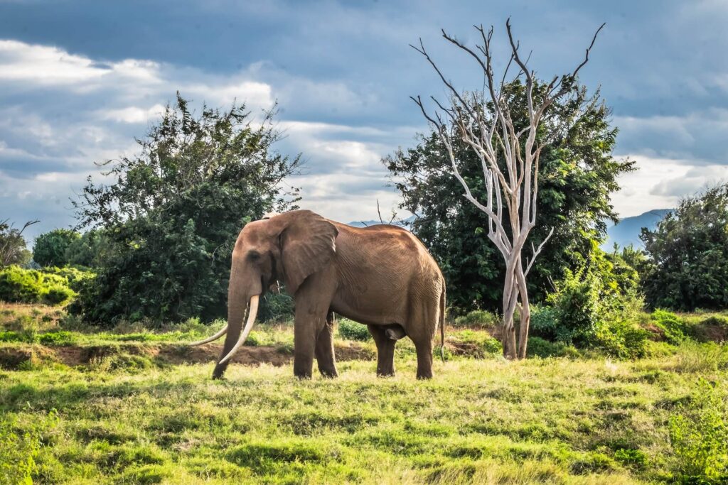 Tsavo East National Park