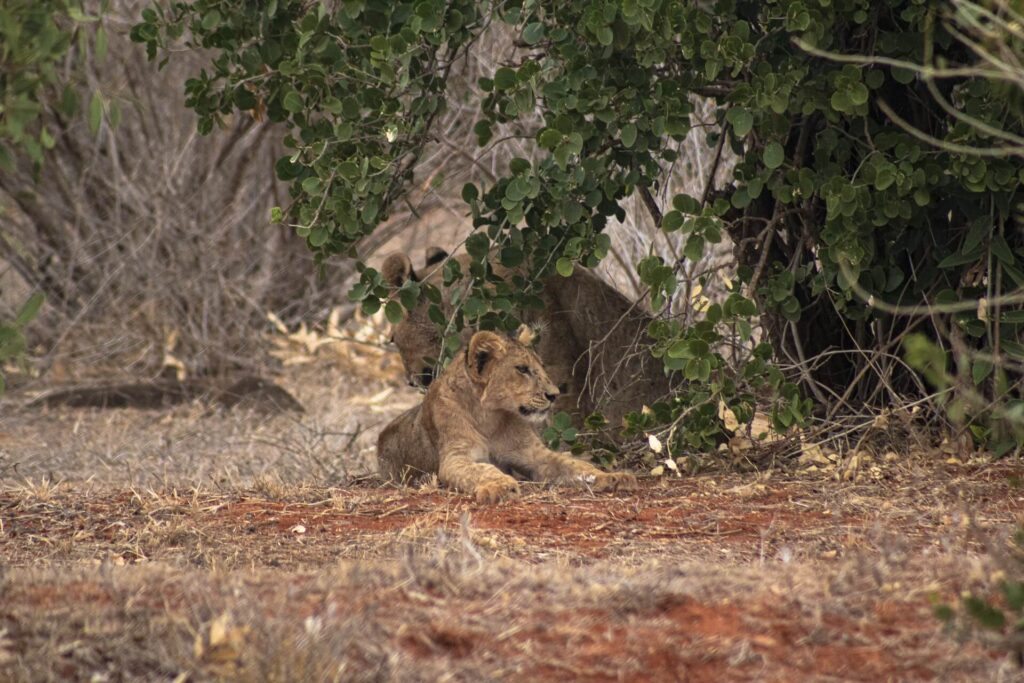 Tsavo East National Park