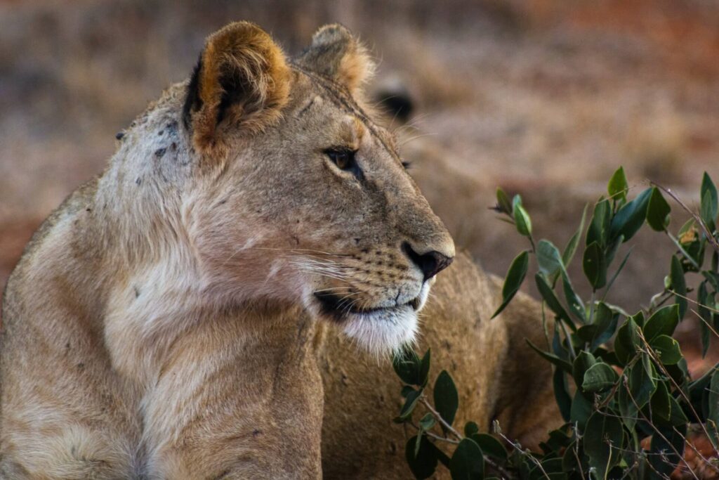 Tsavo East National Park