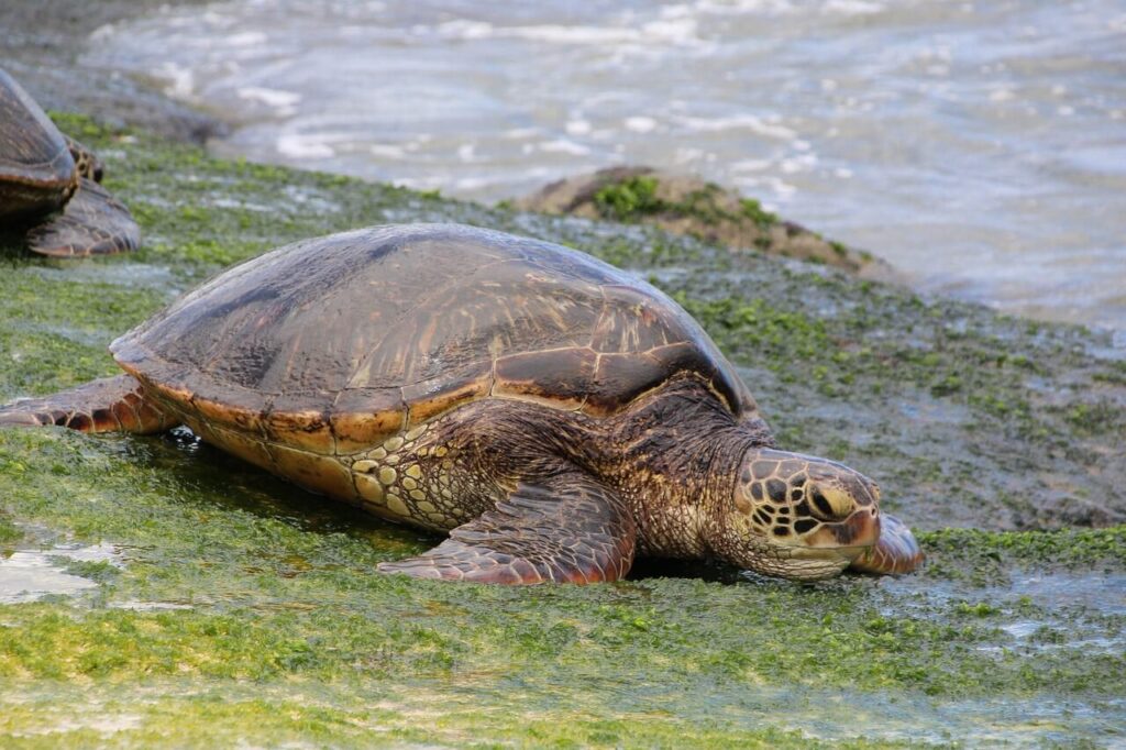 Watamu Marine National Park and Reserve