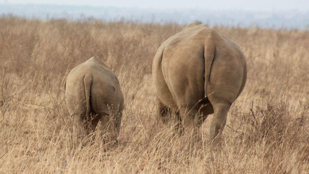 Nairobi national park with Nairobi city