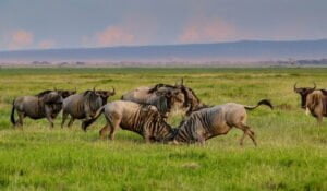 wildebeests Amboseli National Park