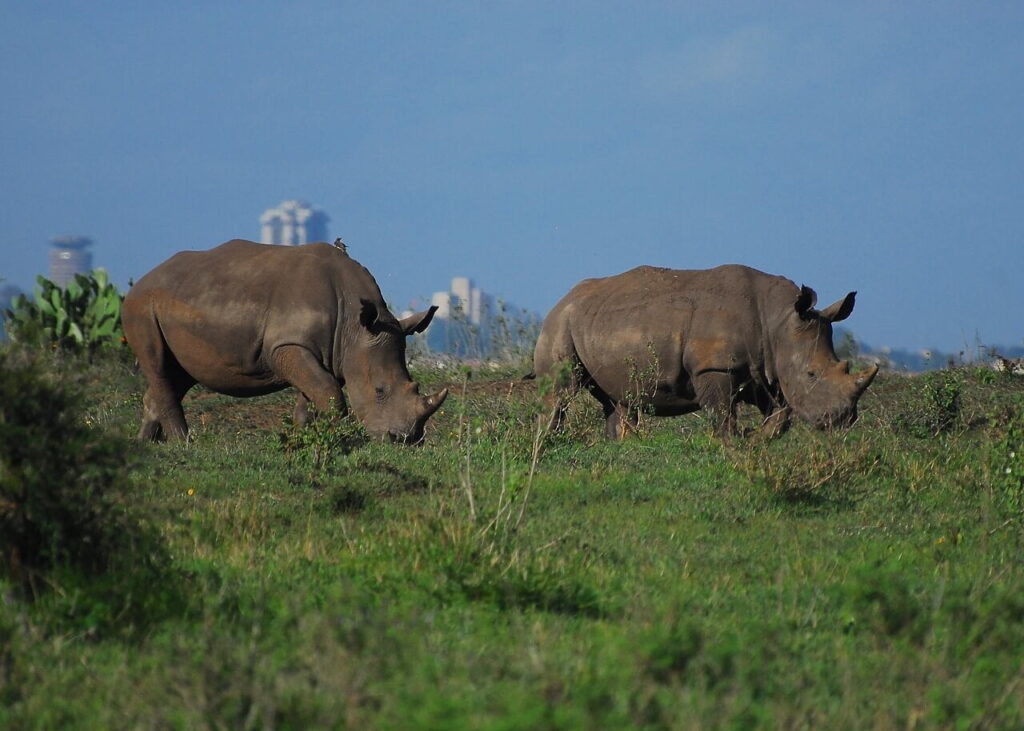 Zebras in Nairobi national park with Nairoby city