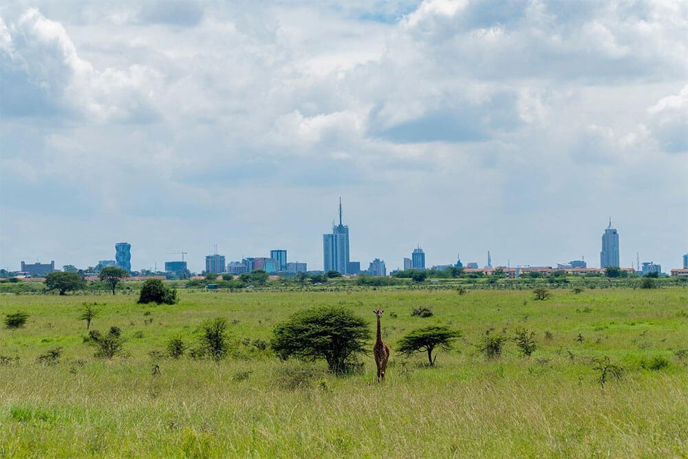 Zebras in Nairobi national park with Nairoby city
