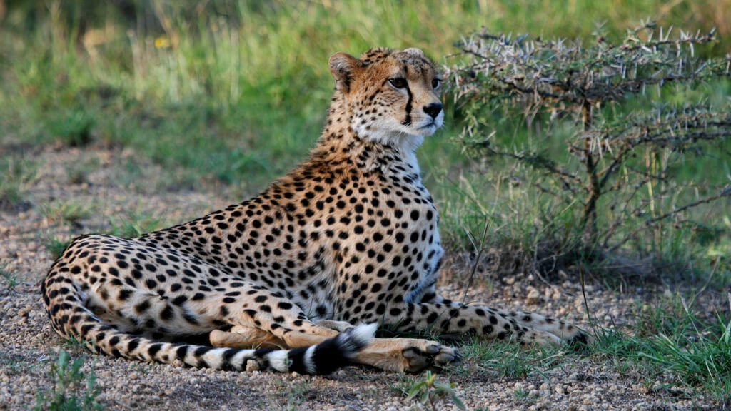 Cheetah - Ol Jogi Wildlife Conservancy