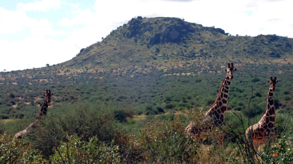 Morani-Conservancy