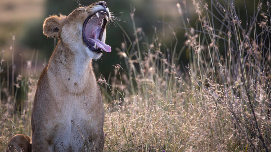 Wildlife Conservation - Enasoit Camp