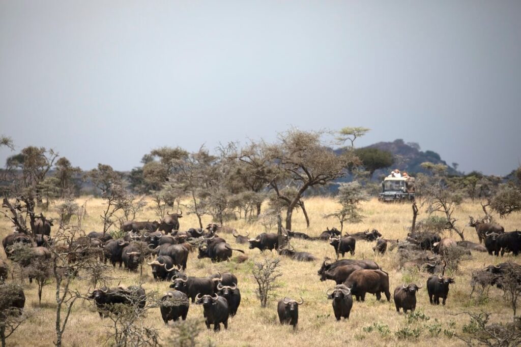 Wildlife Conservation - Enasoit Camp | ©Enasoitcollection
