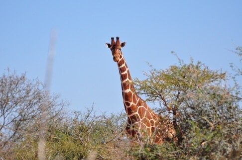 Morani Conservancy