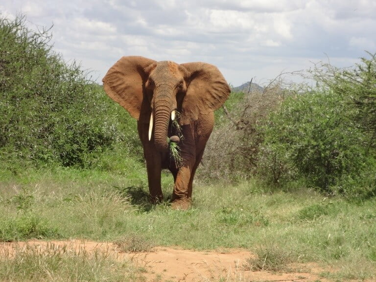 Morani Conservancy