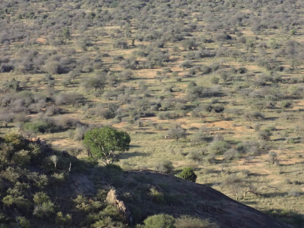 Morani Conservancy