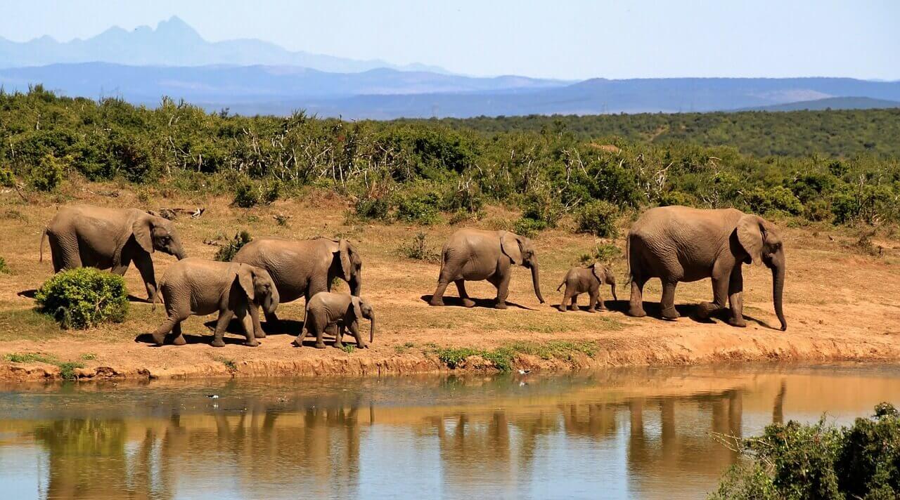 A Herd of African Bush Elephants Near a Waterhole