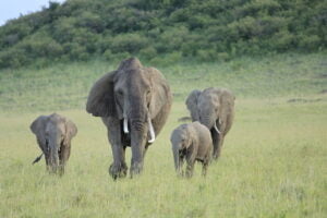 World Elephant Day Banner img