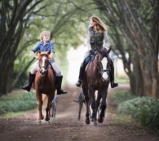 Malo Stables featured image