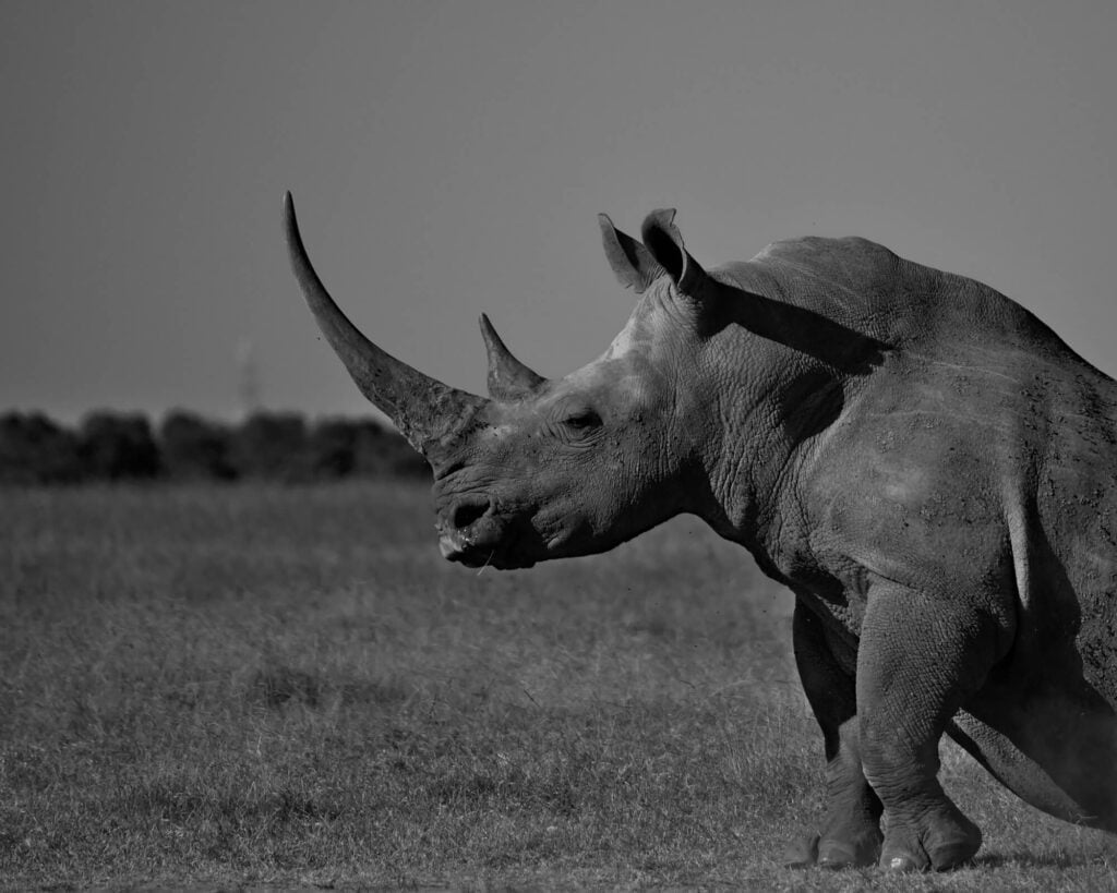 Meru National Park 3 day safari
