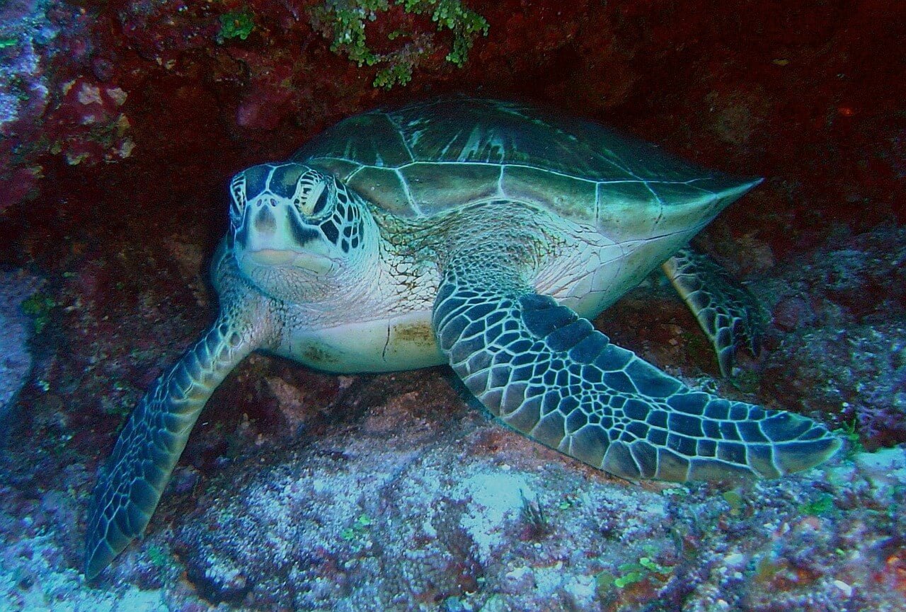 Green Turtle - Watamu Marine National Park and Reserve