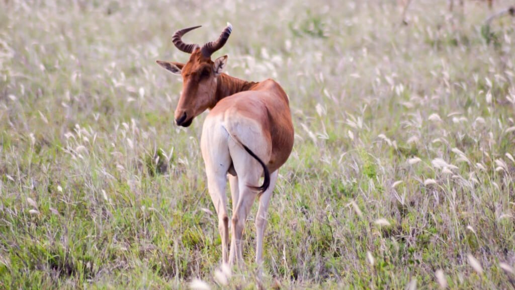 Hilora-Arawale-National-Reserve.jpg