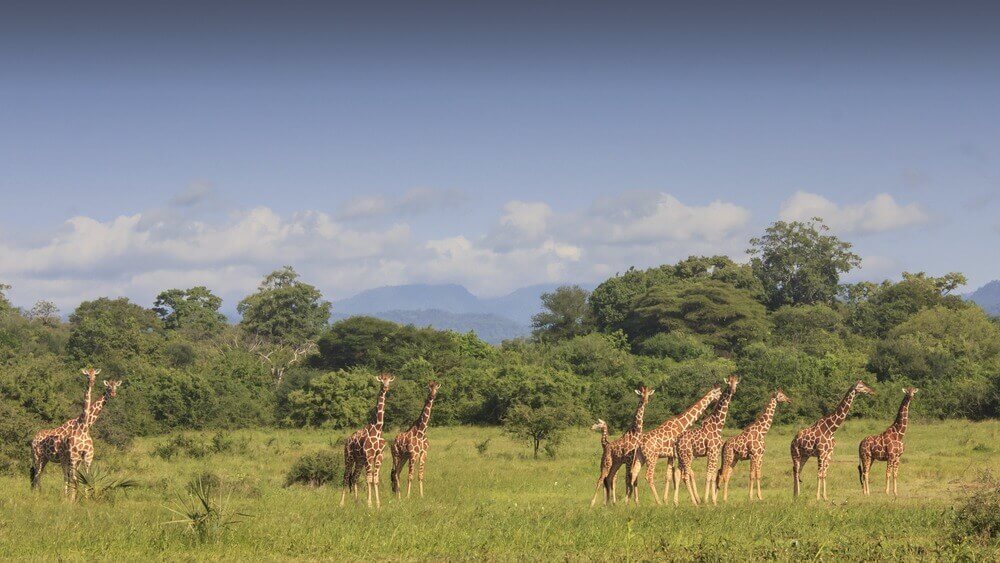 Meru-National-Park-Kenya.jpg