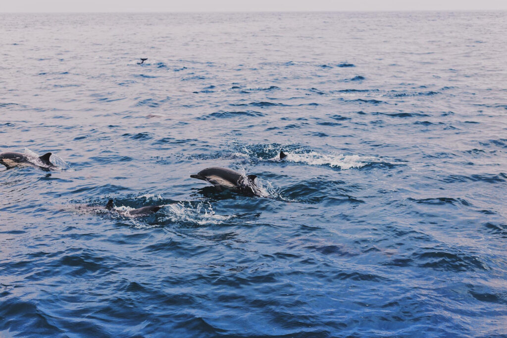 Dolhpins-swimming-in-the-Indian-Ocean-Watamu-Marine-National-Park-and-Reserve.jpg