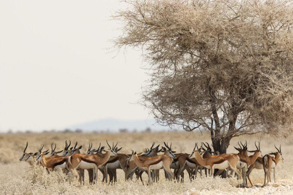 Gazelle-herd-resting-under-a-dried-tree-in-a-savanna-landscape-Sibiloi-National-Park.jpg