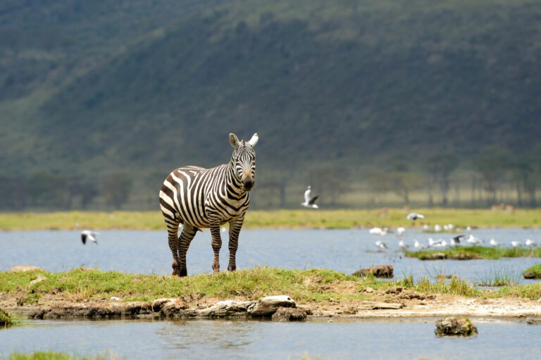 Lake-nakuru-national-park.jpg