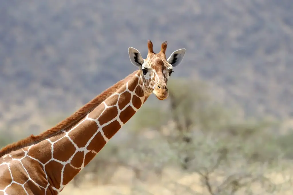 Giraffe in the wild - Meru National Park.webp