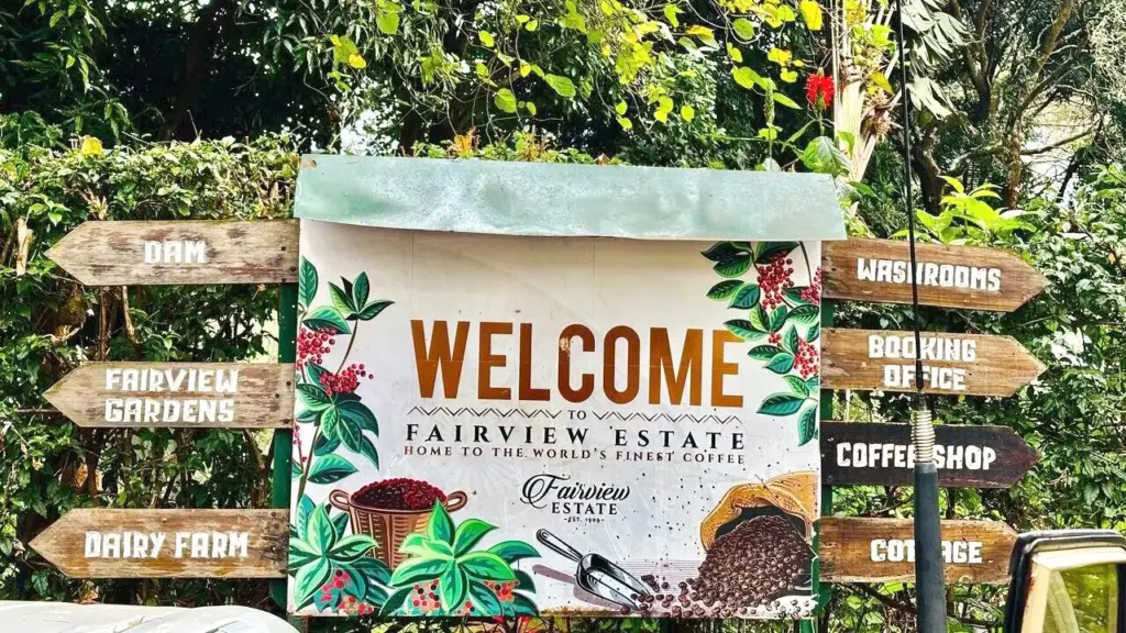 Fairview Coffee Farm Tours and Tasting Experiences