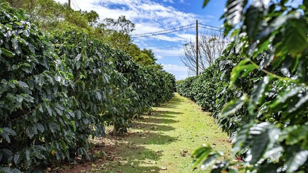 Karunguru Coffee Farm Tours
