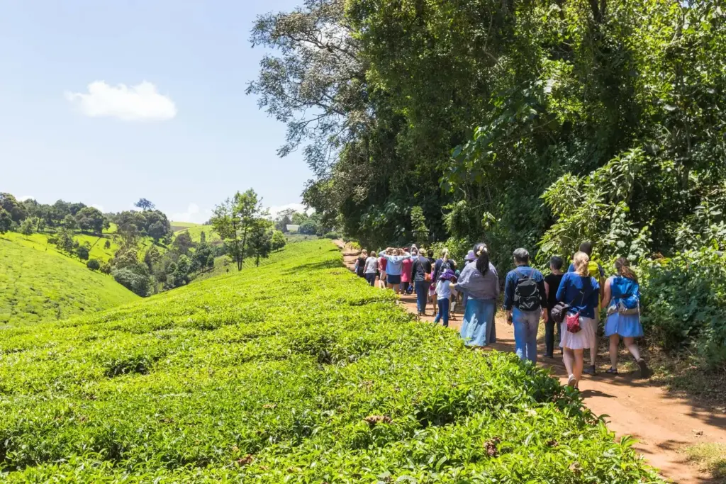 Kiambethu Farm