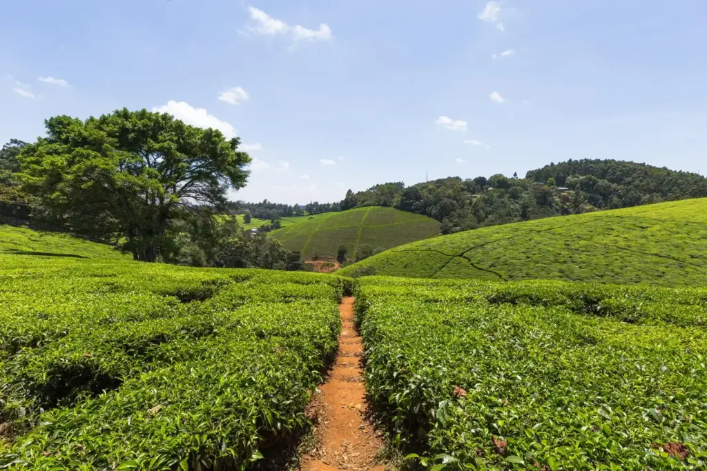 Kiambethu Farm
