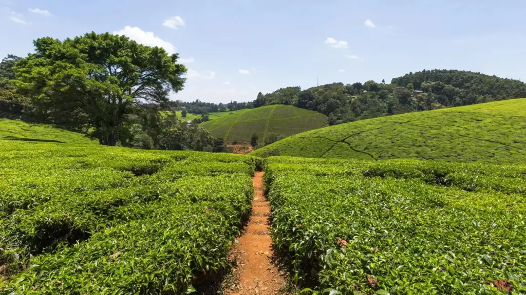 Kiambethu Tea Farm Tours, Limuru