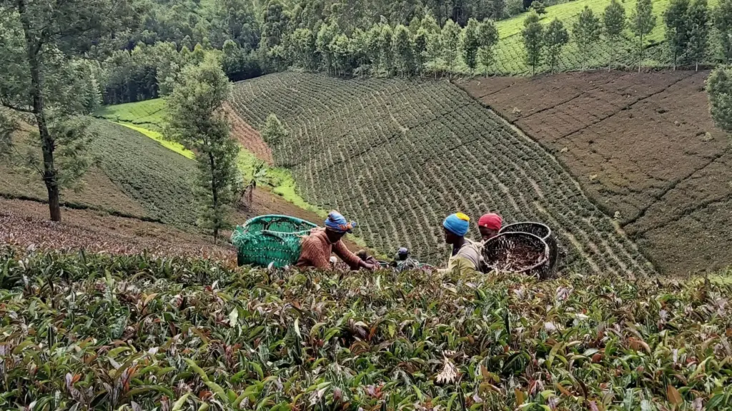 Purple Tea Farm Tours Near Nairobi