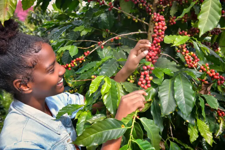 Top Nairobi Coffee & Tea Tours