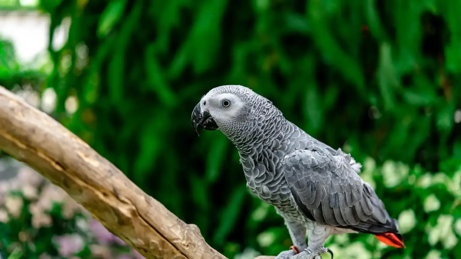 African grey parrot - Kakamega Forest National Reserve