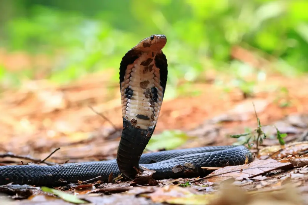 Forest-Cobra-Kakamega-Forest-National-Reserve.webp