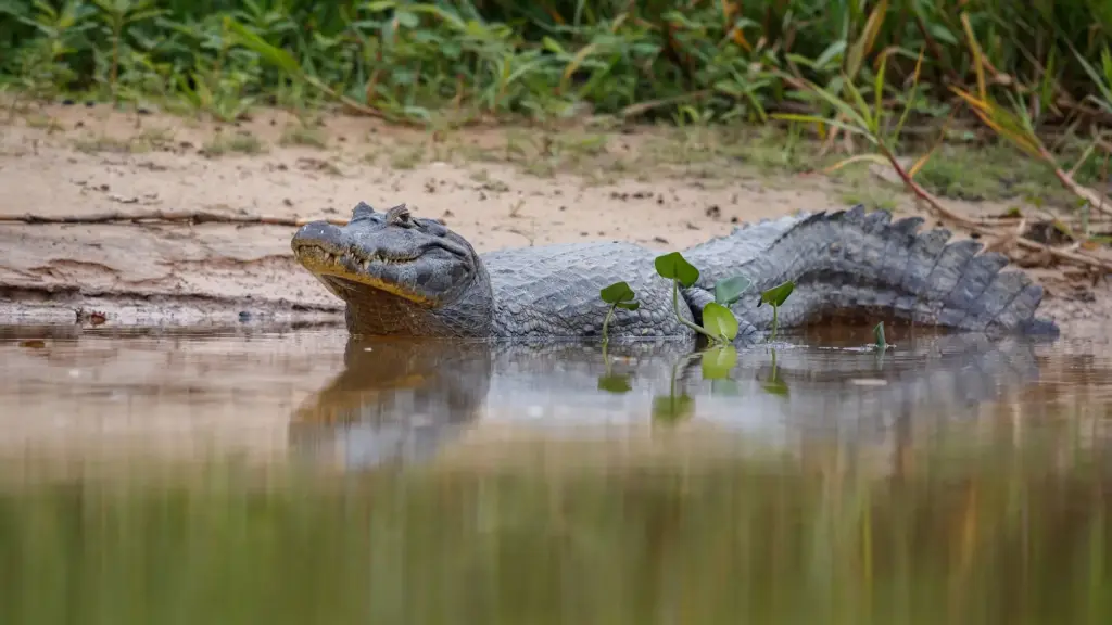 Ramisi River Crocodile Safari