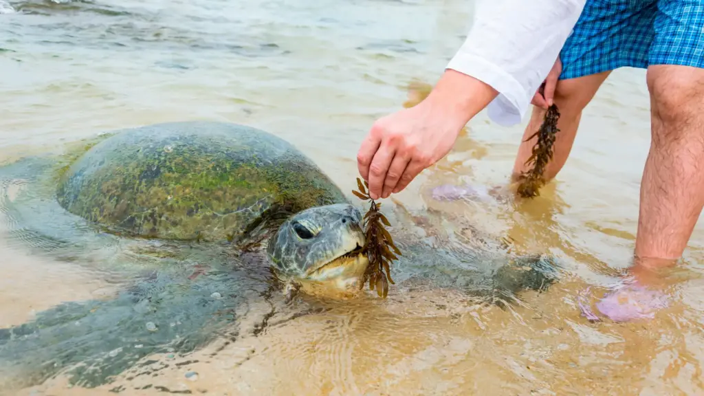 Turtle Conservation Experience