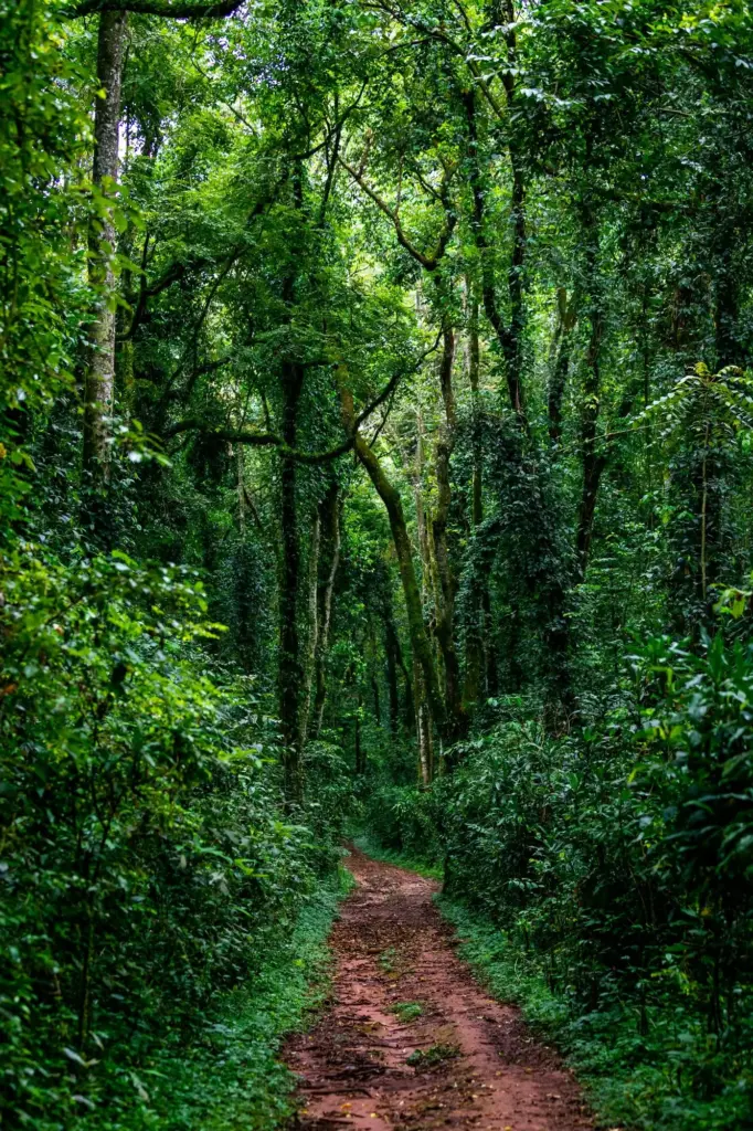 Vertical-shot-of-a-path-in-kakamega-rain-forest-in-kenya.webp