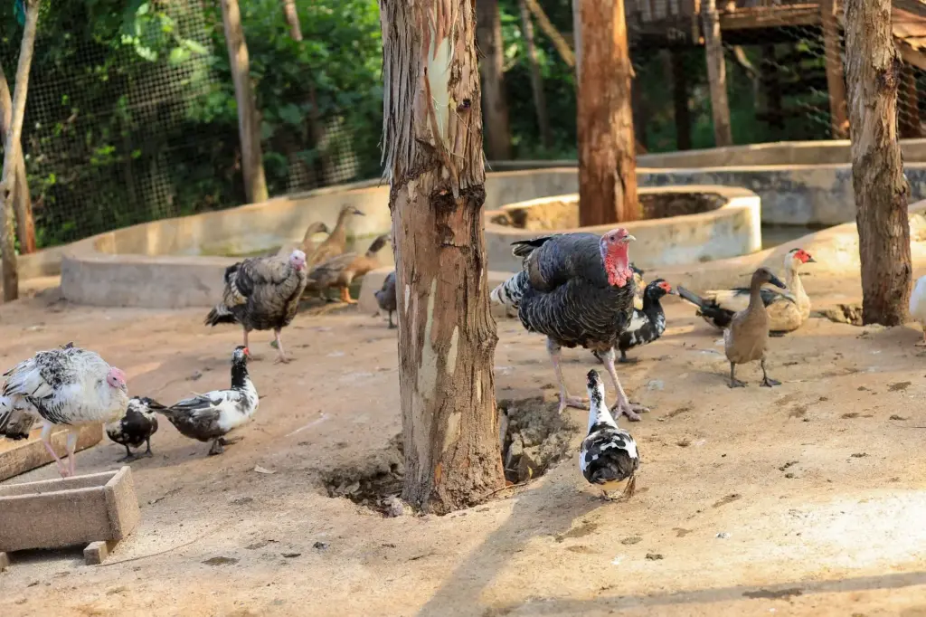 Zenith Adventure Park